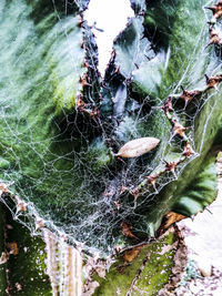 Close-up of spider web