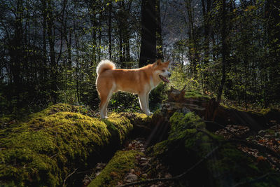 Dog standing in forest