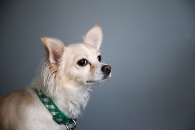 Close-up of chihuahua against wall