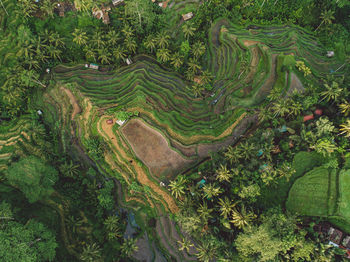 High angle view of agricultural field