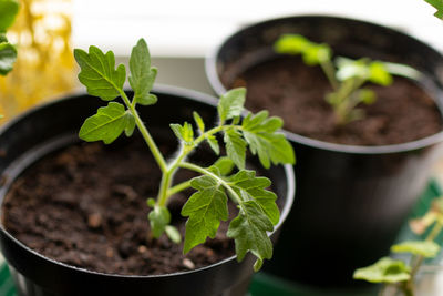 Close-up of potted tomato plants