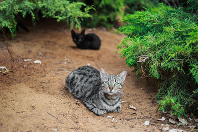 Cat relaxing on ground