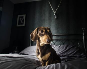 Close-up of dog resting on bed