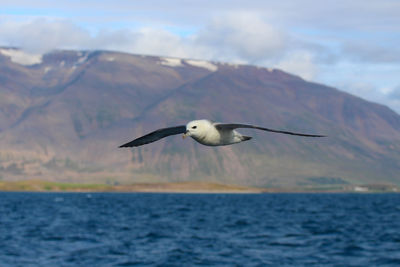 Fulmar flying over sea in a fjord