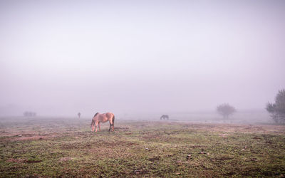 Horses in a field