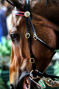 Close-up of horse