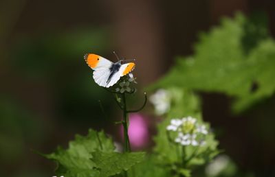 Close-up of butterfly pollinating on flower