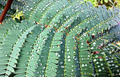 Close-up of wet plant leaves