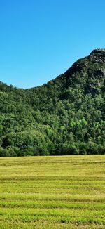 Scenic view of agricultural field against clear sky