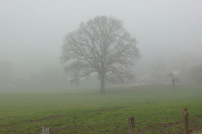 Bare trees on field during foggy weather