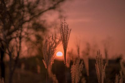 Close-up of plants against sunset