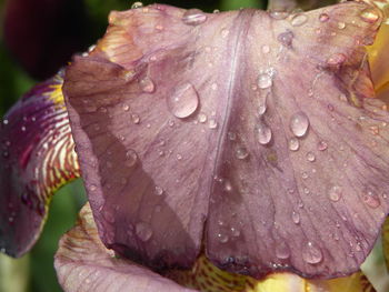 Close-up of wet purple flower