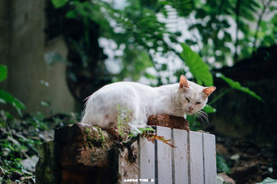 Close-up of cat