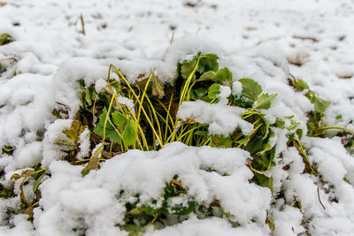 Snow covered plants on land