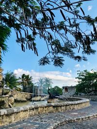 Trees and plants against sky