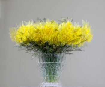 Close-up of yellow flowering plant in vase against white background