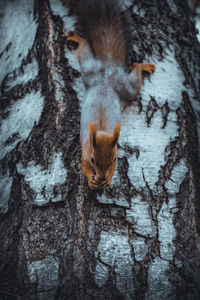 Close-up of squirrel on tree trunk