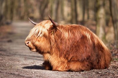 Close-up of highland cattle sitting on field