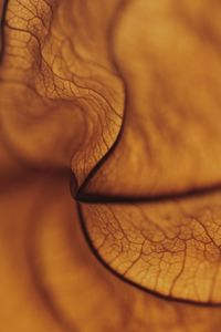 Close-up of human eye