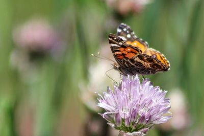 Close-up of butterfly pollinating on flower