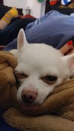 Close-up of dog sleeping on bed at home