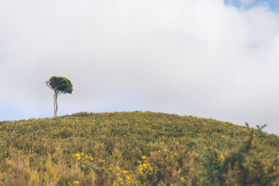 Low angle view of trees on field against sky