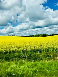 Scenic view of oilseed rape field against cloudy sky