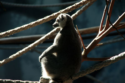 Lemur contemplating