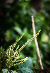 Close-up of fern