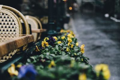 Plants by wet road during rainy season