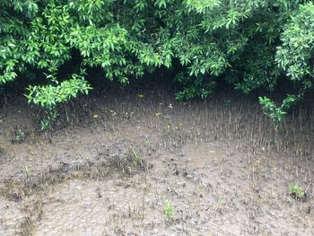 High angle view of trees growing in forest