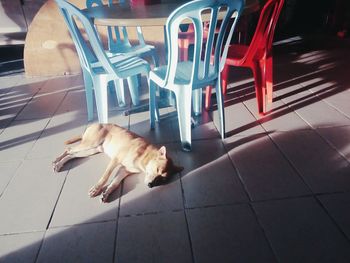 Dog and chairs in tiled floor