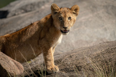 Close-up of lion cub standing on kopje