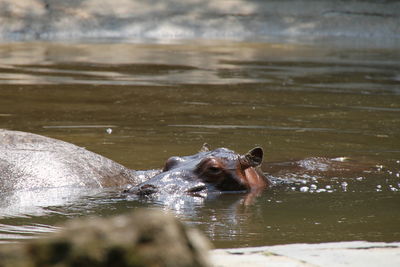 Hippopotamuses in pond at zoo