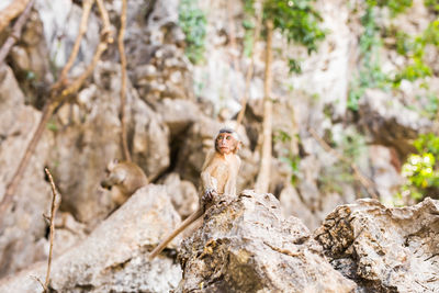 Monkey sitting on rock