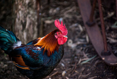 Close-up of rooster on land
