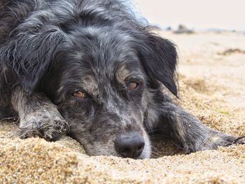 Close-up portrait of dog lying on sand