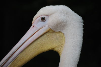 Close-up of a bird against black background