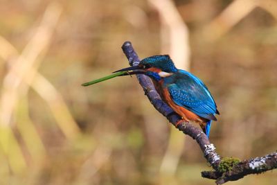 Kingfisher with a reed