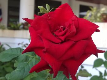 Close-up of red rose