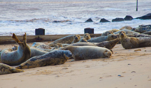 View of sheep on beach