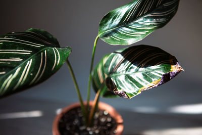 Close-up of potted plant