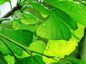 Close-up of green leaves