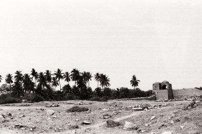 Palm trees on landscape against clear sky