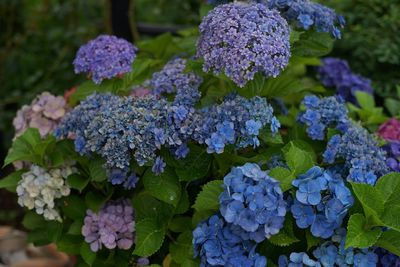 Close-up of purple flowers