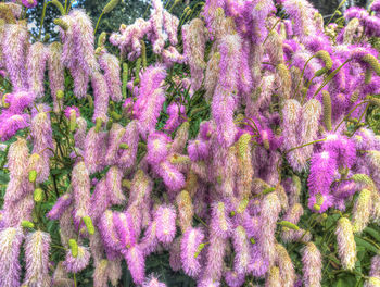 Close-up of fresh pink flowers on tree