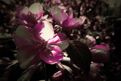 Close-up of pink flowering plant