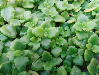 Full frame shot of fresh green plants