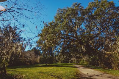 Trees against sky