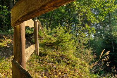 Trees in forest